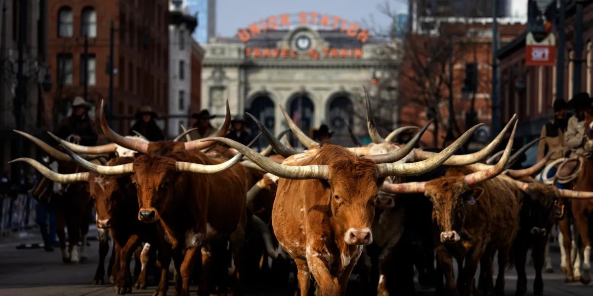 Cattle on 17th St, Denver.